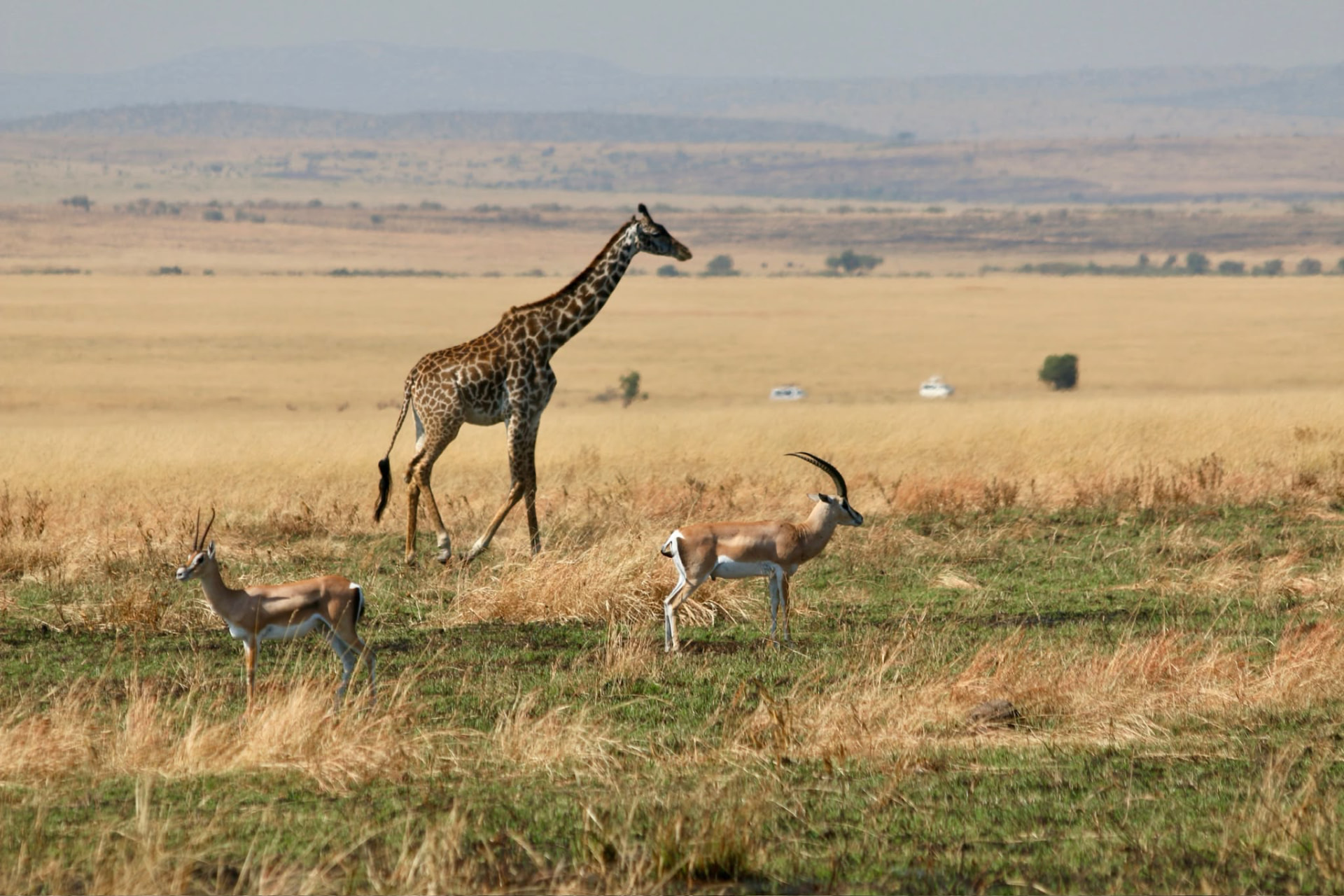 Giraffe and gazelles on the Maasai Mara savanna